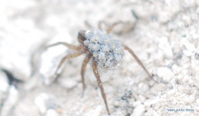 Жаль, что нет паукочетверга