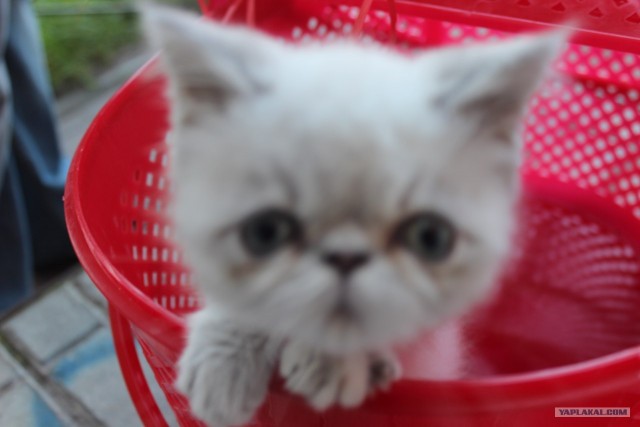 Котовторник 31.07.2012 г.