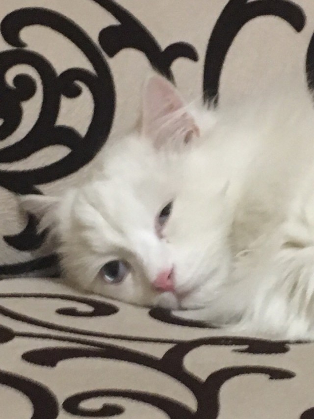 Забавные фото котеек