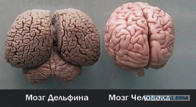 Дельфин у самого берега играет с рыбкой