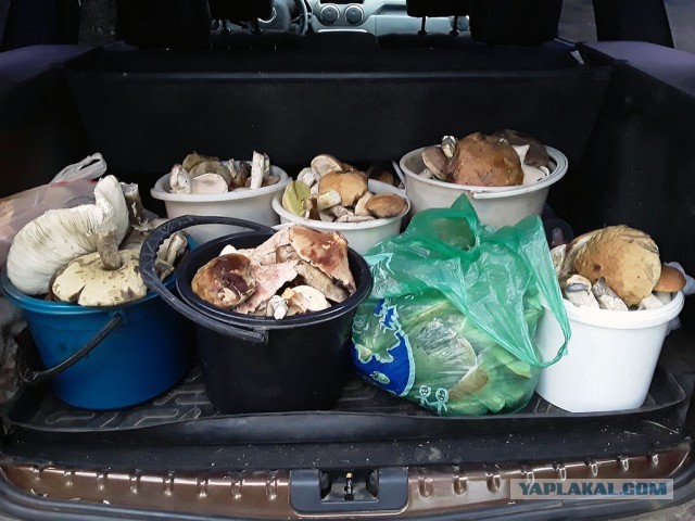 Грибные выходные