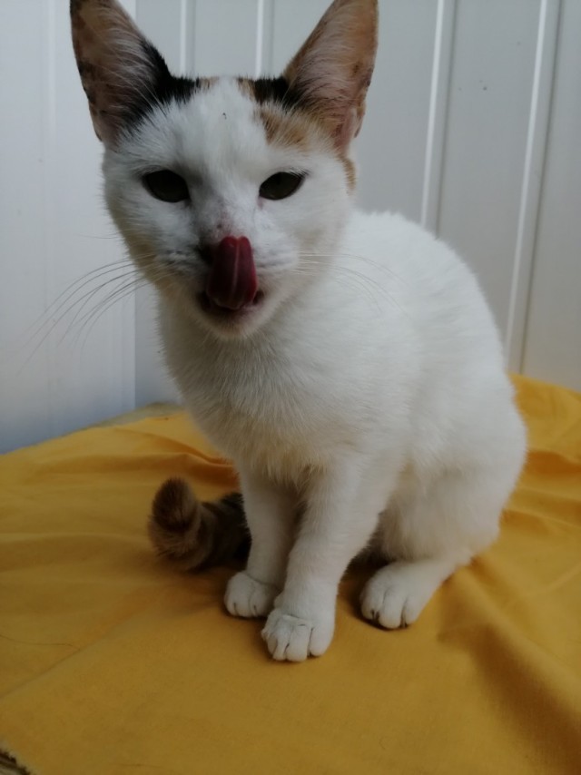 Забавные фото котеек