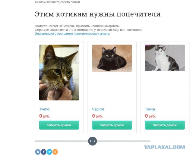 Помогите вернуть кота! Приют "Преданное сердце" украл кота и не отдает!