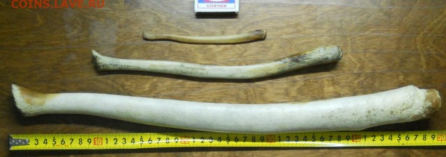 Тысячи penis fish выбросились на калифорнийских пляжах
