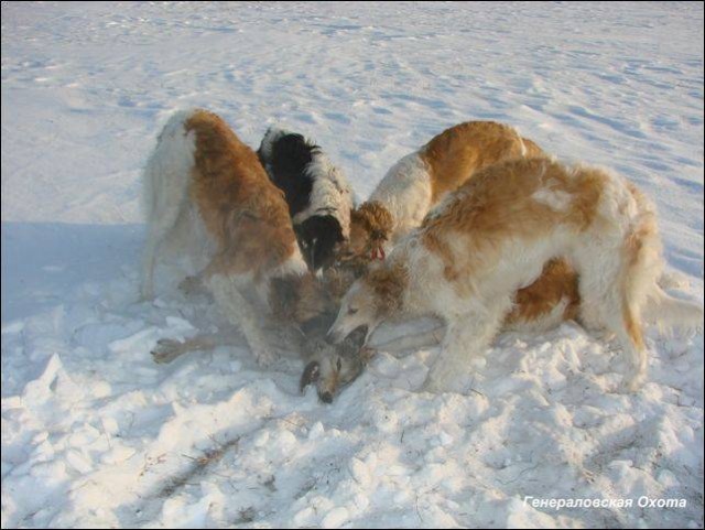 Какая стратегия у волка?
