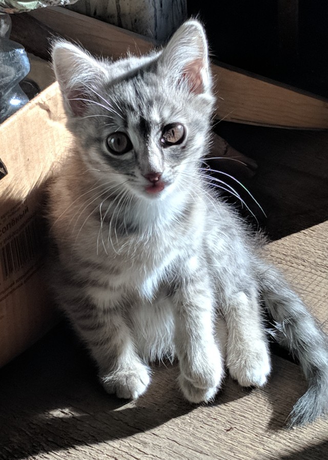 Котики-шпротики!)))