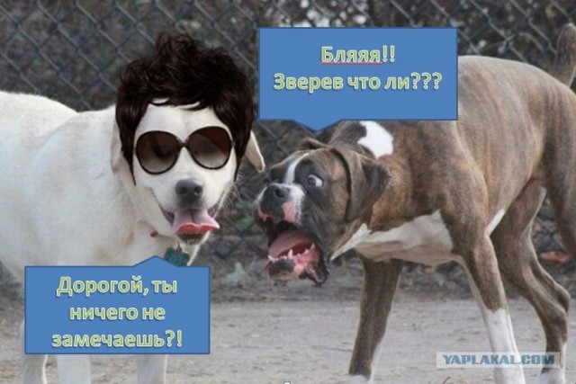 Фотожаба: Две собаки