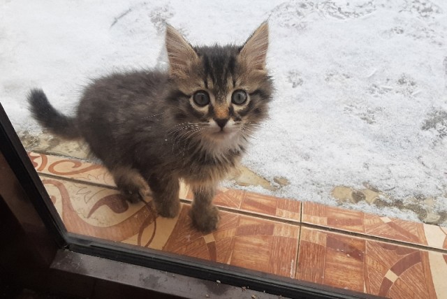 Домик для котейки