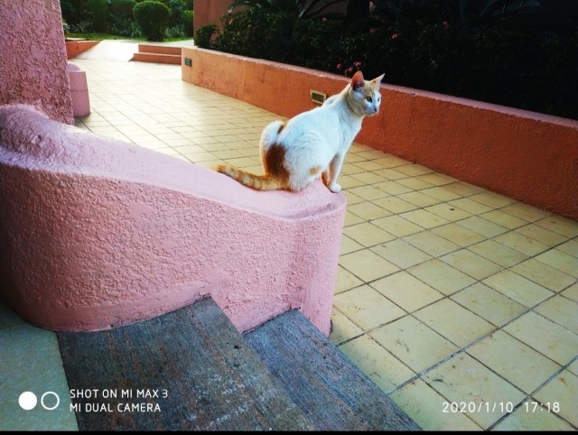 Уличные котаны