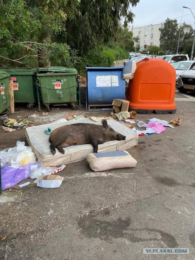 В израильском городе Хайфу происходят страшные события: город захватили кабаны