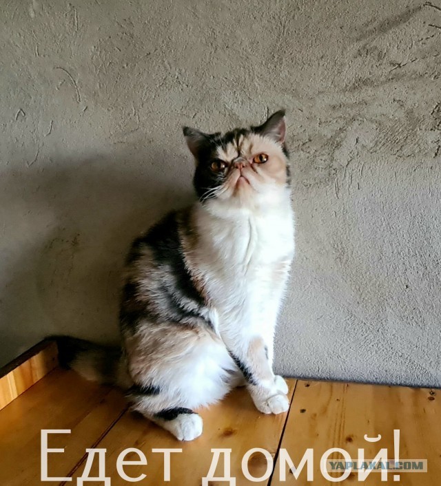 Жизнь домашнего приюта "Котоленд" 308