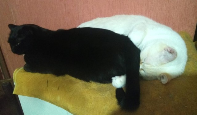 Котовторник так котовторник