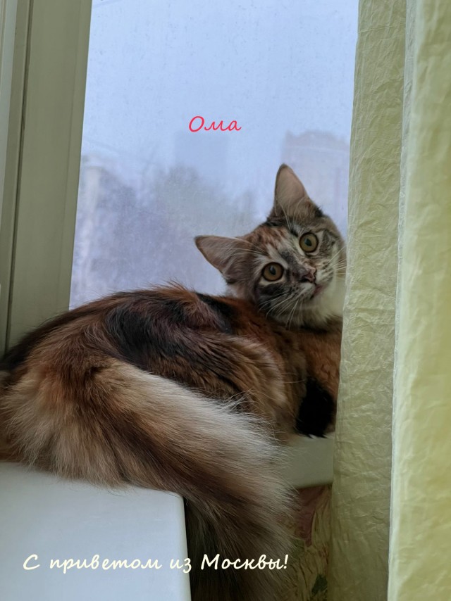 Жизнь домашнего приюта "Котоленд" 315