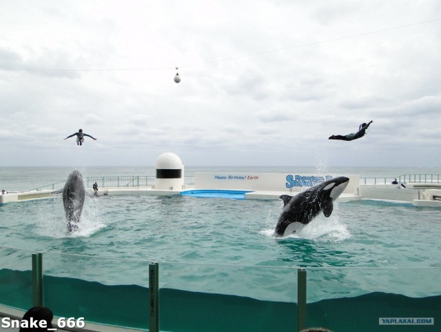 SeaworlD  Япония