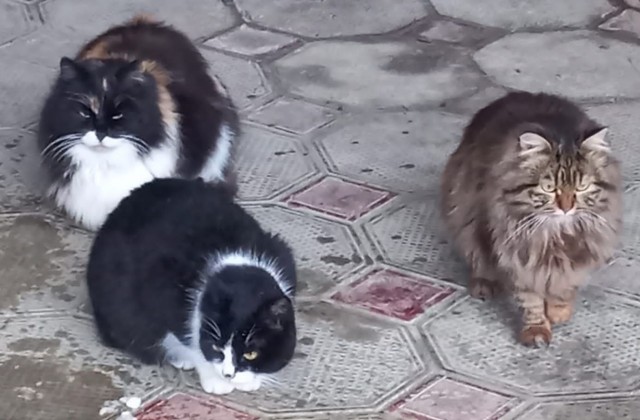 Котовторник. Февраль