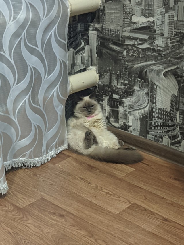 Котовторник. Февраль