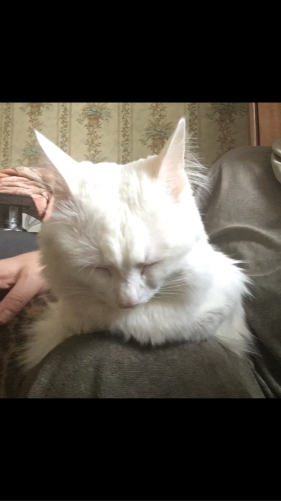 Котовторник. Картинки и буквы 08.02.22