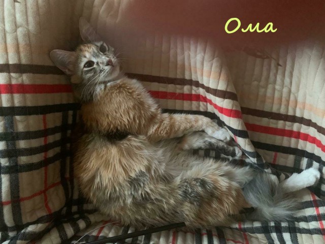 Жизнь домашнего приюта "Котоленд" 326