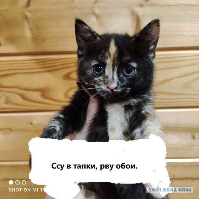 Котовторник вроде.