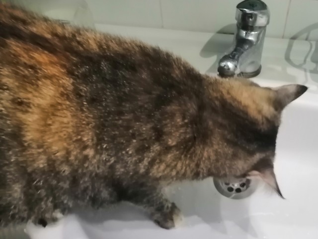 Ну, поехали в котоввторник!