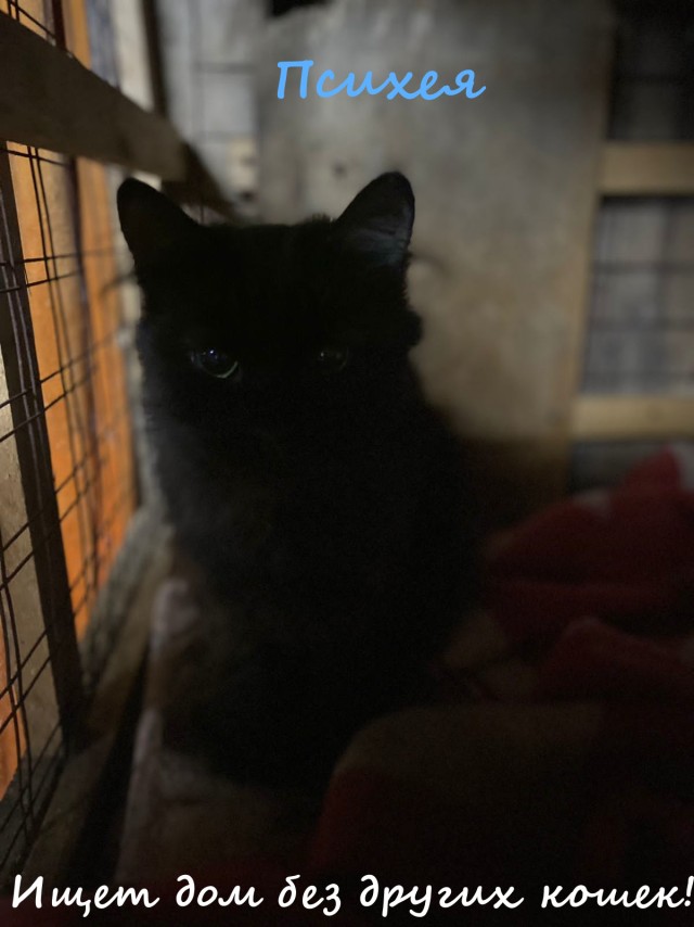 Жизнь домашнего приюта "Котоленд" 332
