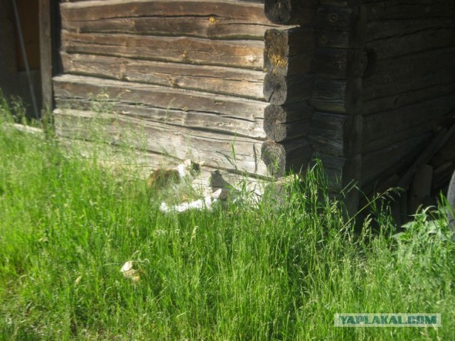 Жизнь домашнего приюта для котеек 396