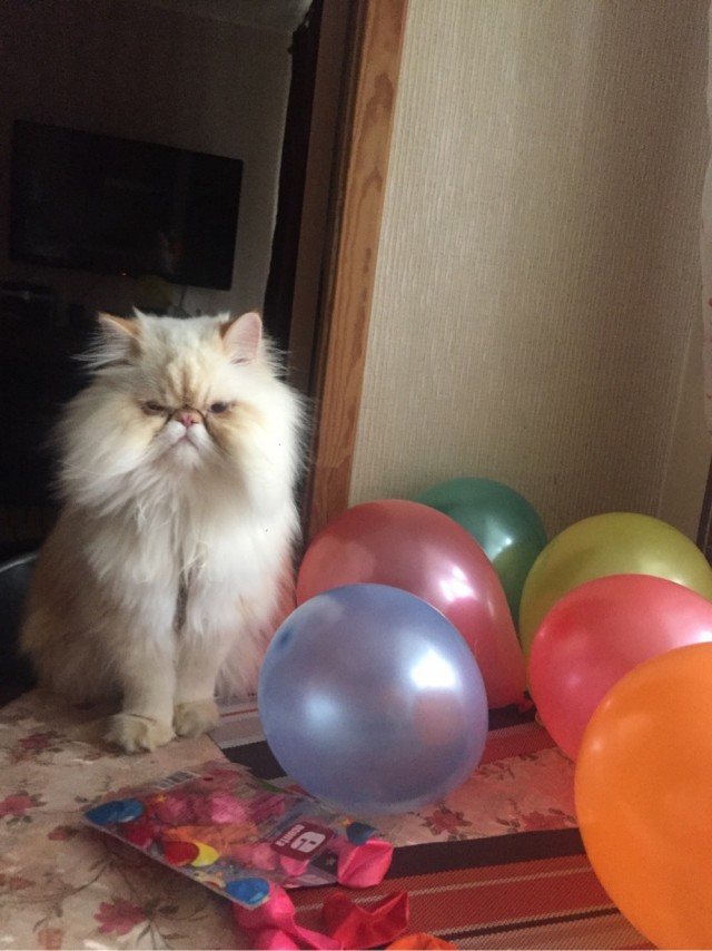 Лето и коты