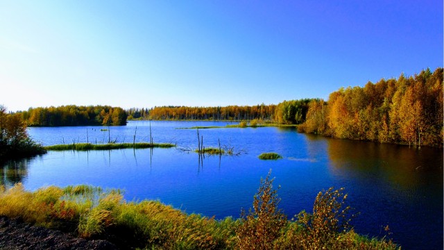 Для ценителей лесов (лесные пейзажи)