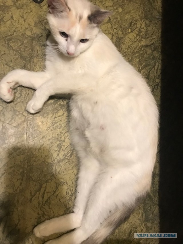 Без кота жизнь не та