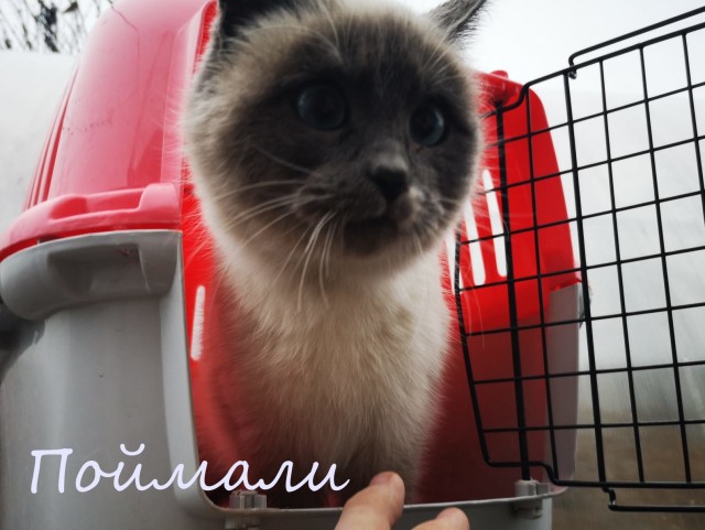 Жизнь домашнего приюта "Котоленд" 364