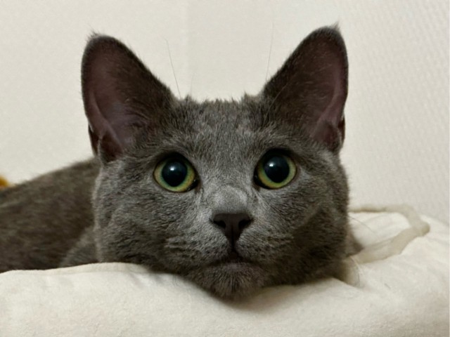 Котовторник
