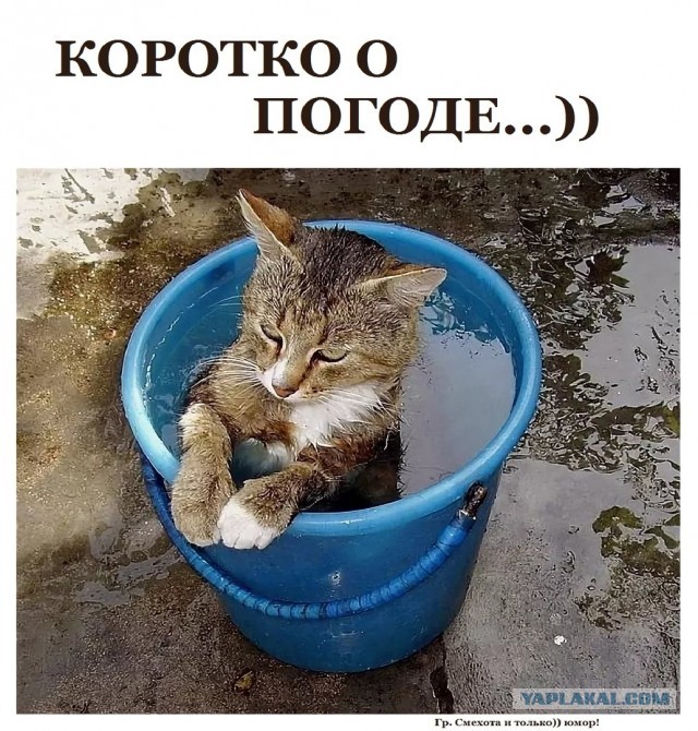 Если в ходе эволюции выживают лучшие, почему все женщины не выглядят, как супермодели?