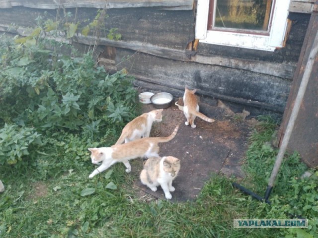 Жизнь домашнего приюта для котеек 462