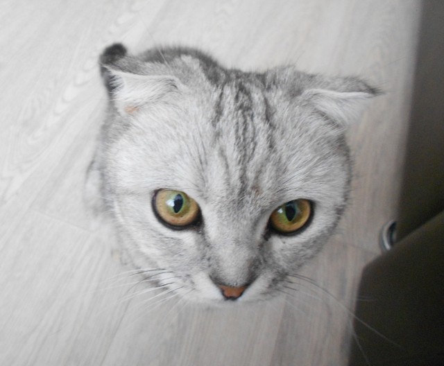 Кошки защищают хозяев от болезней — учёные