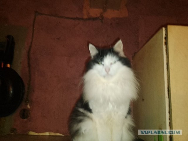 Жизнь домашнего приюта для котеек 468