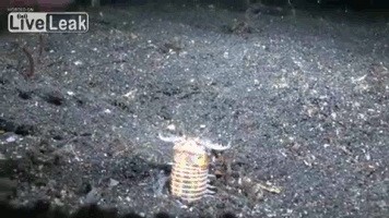 Что это такое?!