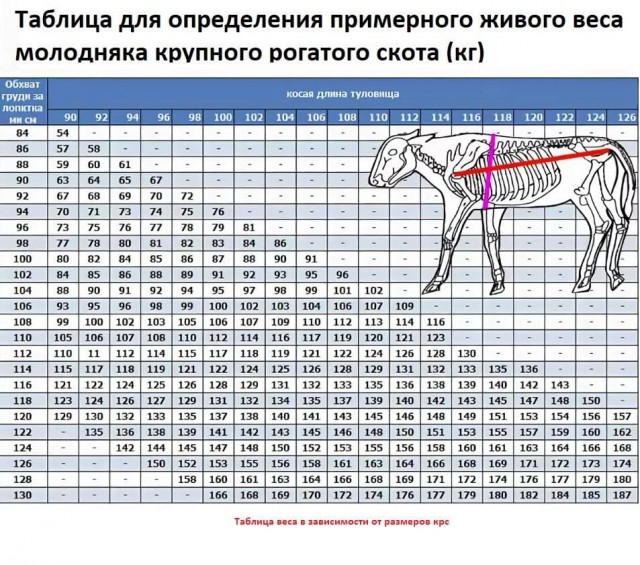 Веселая ферма: выращиваем себе корову сами