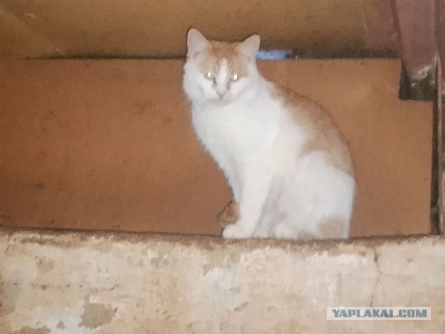 Жизнь домашнего приюта для котеек 478