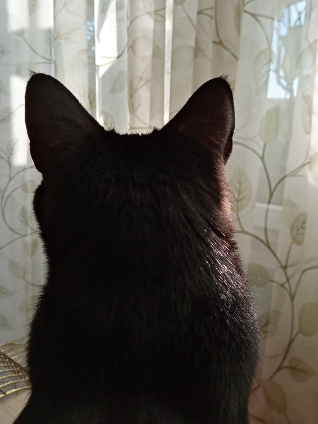 Всем кота за мой счёт. Я настаиваю