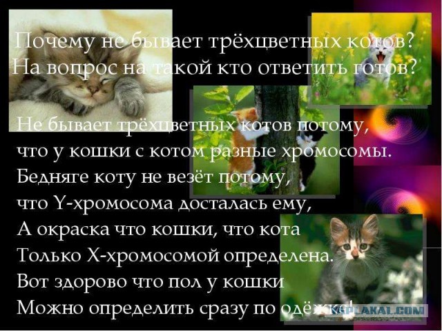 10 дней Васисуалия дома