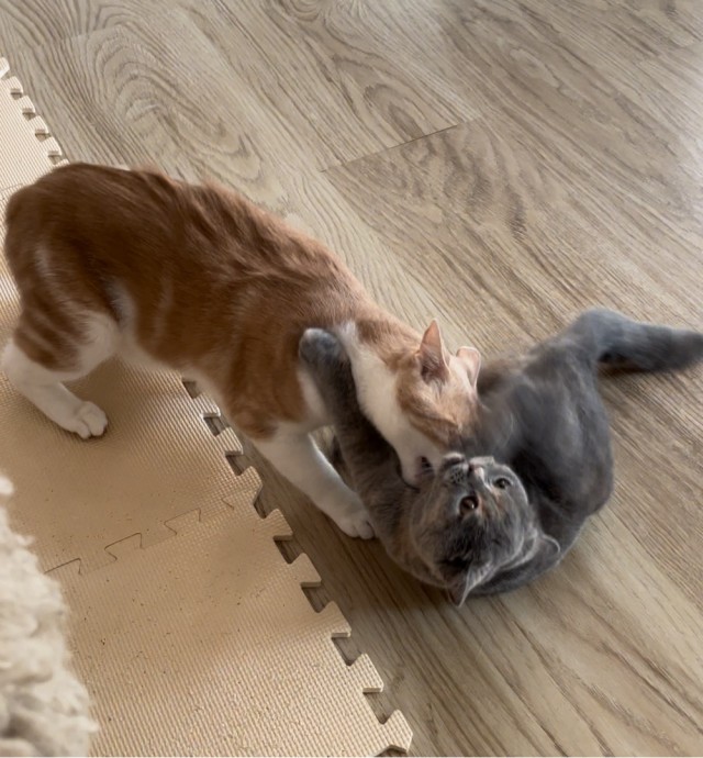 К котовторнику