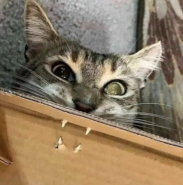 Котовторник в картинках