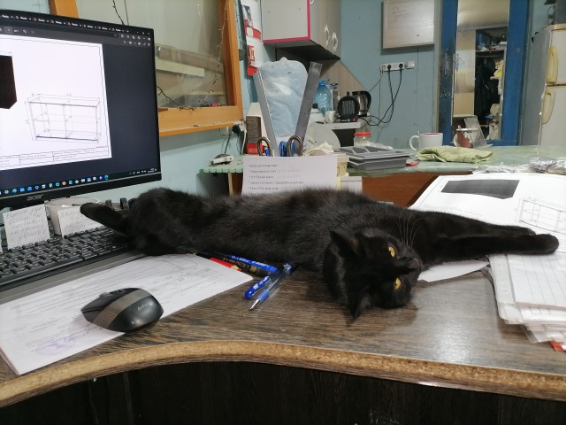 Котовторник