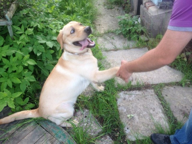 10 самых агрессивных пород собак