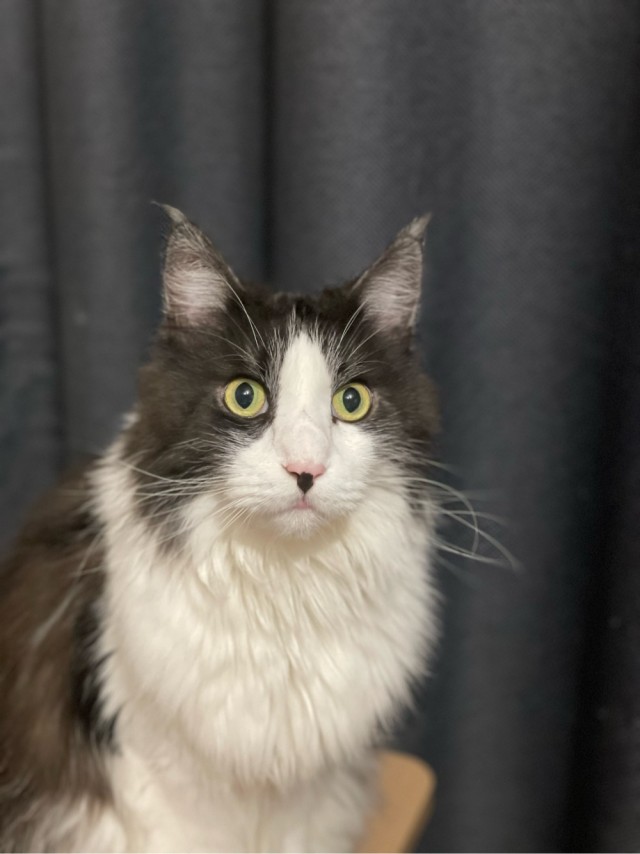 Котовторник! Успел!)