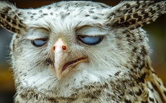 Быстрые рецепты от Совы: Клубничный гаспачо с устрицей и пылью из хамона