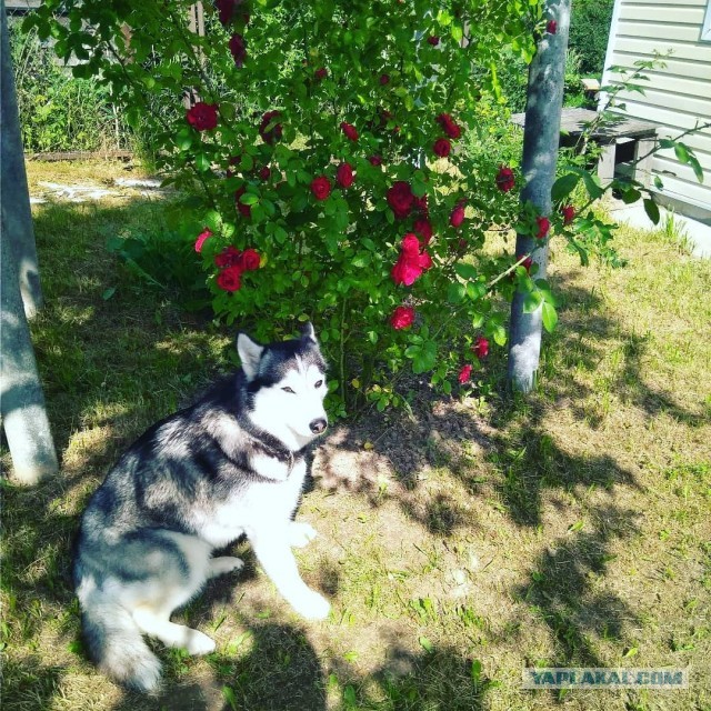 Четверг же!