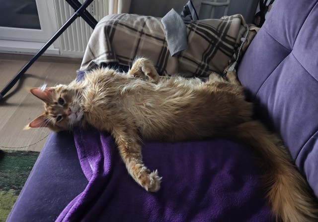 Котовторник же!