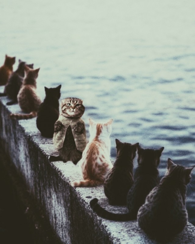 Фотожаба: Грустный котик