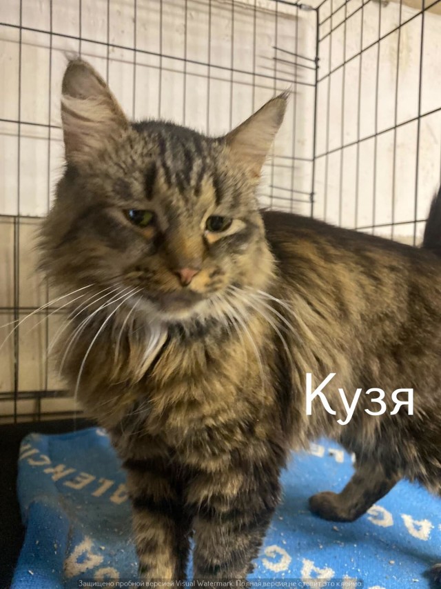 Жизнь домашнего приюта "Котоленд" 564